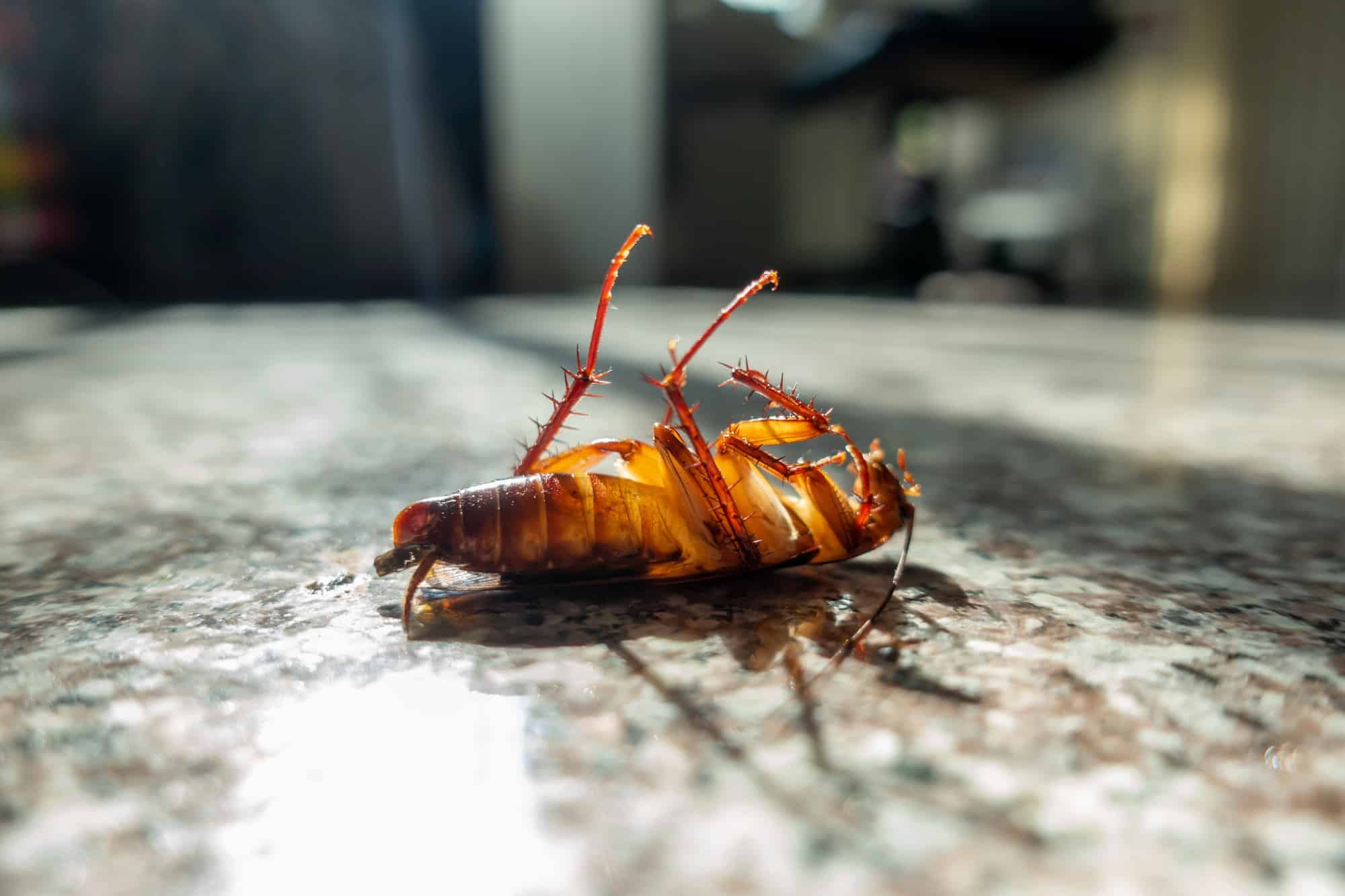 How Much Does Pest Control Cost for Roaches? - Pest Shield Inc.